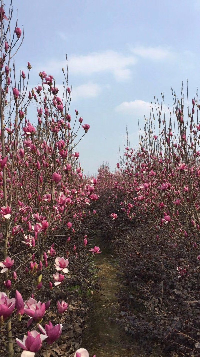 红花玉兰，五峰玉兰，四川红花玉兰基地，成都红花玉兰批发价