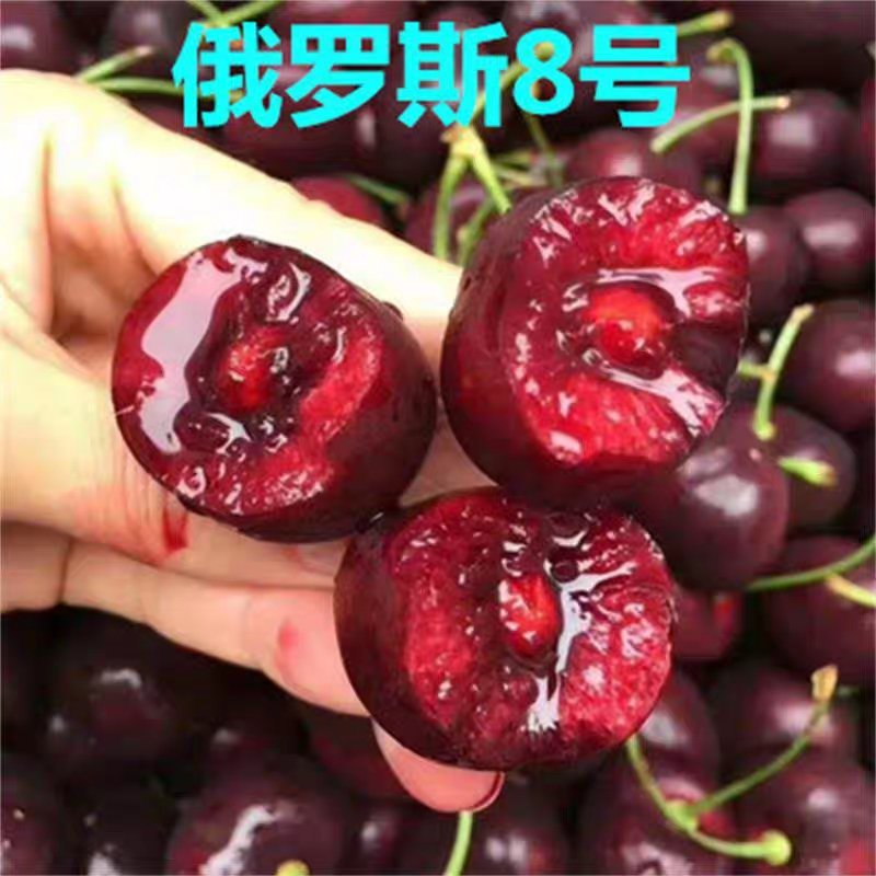 俄罗斯8号大樱桃苗产量高易成活品质保证