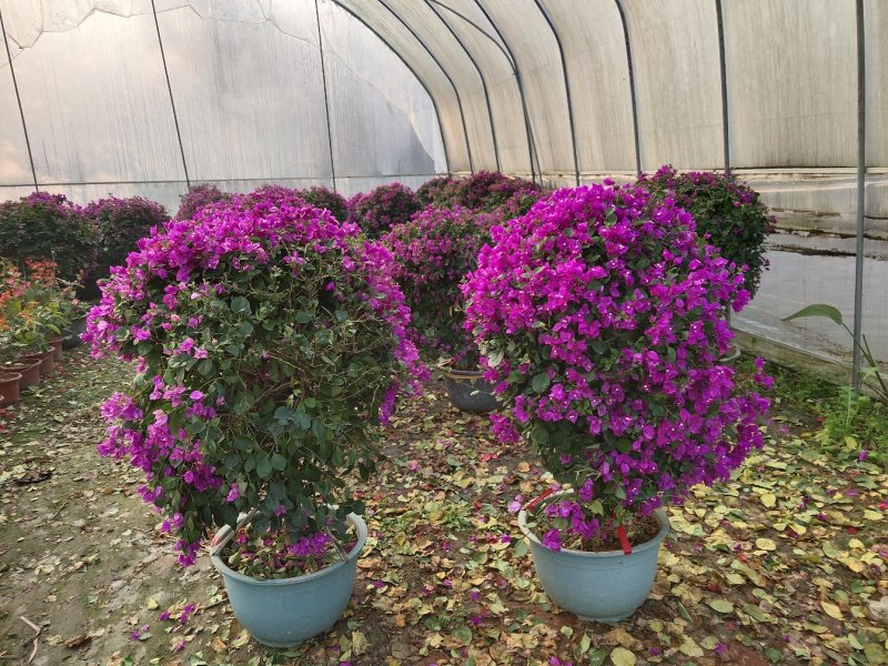三角梅球，三角梅树，四川三角梅基地，成都三角梅批发价格