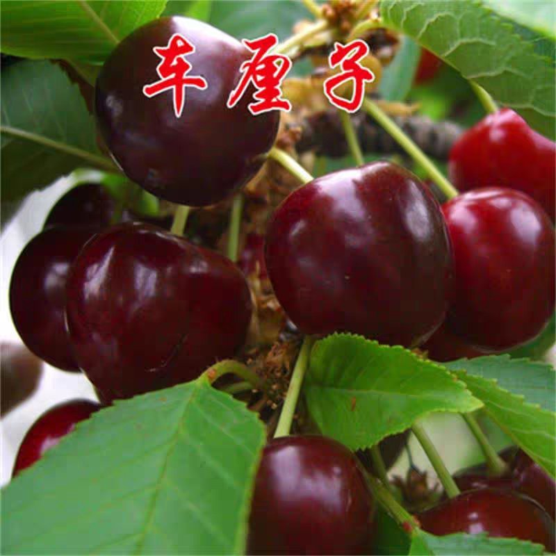 车厘子苗美早红灯俄罗斯八号品种齐全