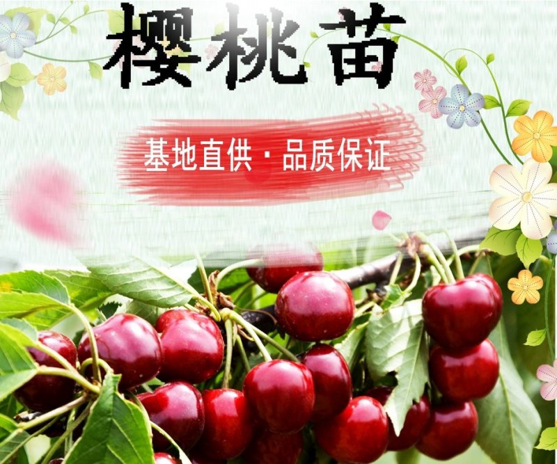 车厘子苗美早红灯俄罗斯八号品种齐全