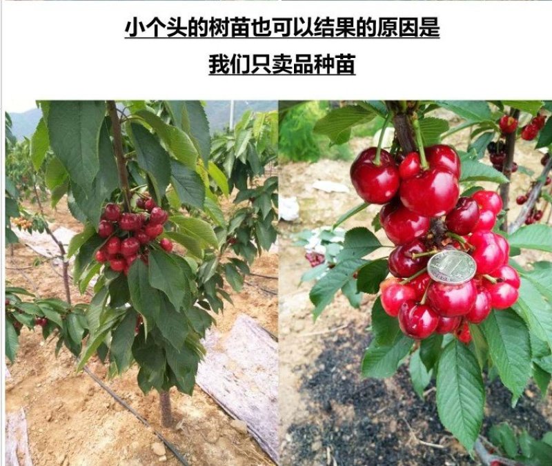 车厘子苗美早红灯俄罗斯八号品种齐全
