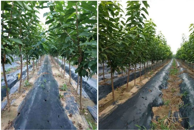 美早樱桃与红灯樱桃植株对比图