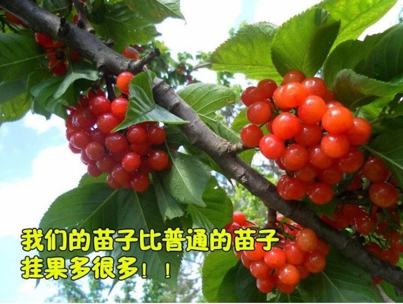车厘子苗美早红灯俄罗斯八号品种齐全