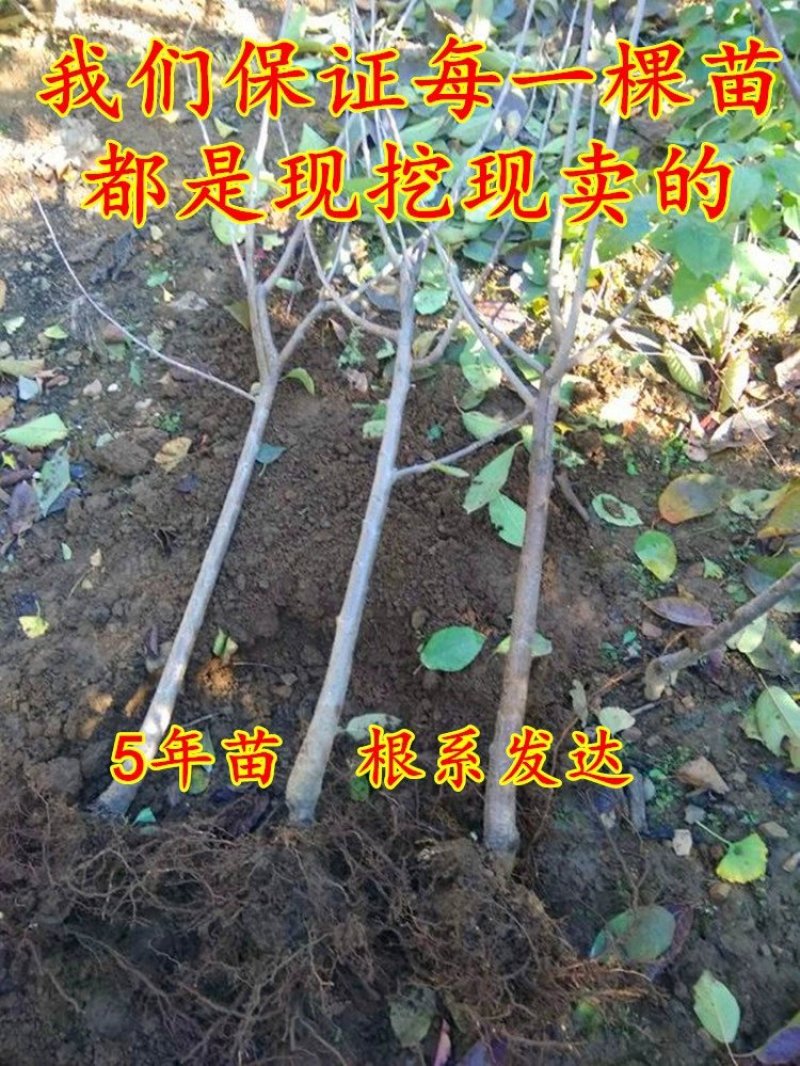 车厘子苗美早红灯俄罗斯八号品种齐全
