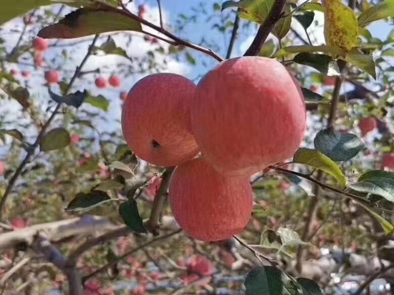 红富士