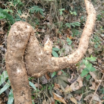 贵州正宗野生山药包邮数量有限，先到先得一斤也包邮