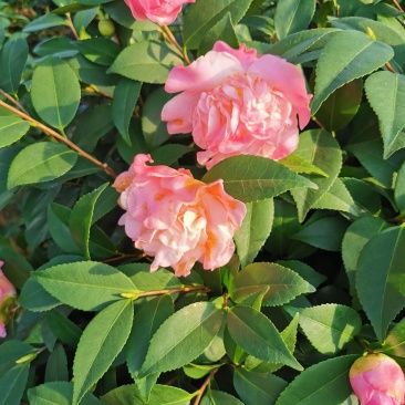 香茶花烈香茶花香妃福建基地直销一手货源视频看货质量保障