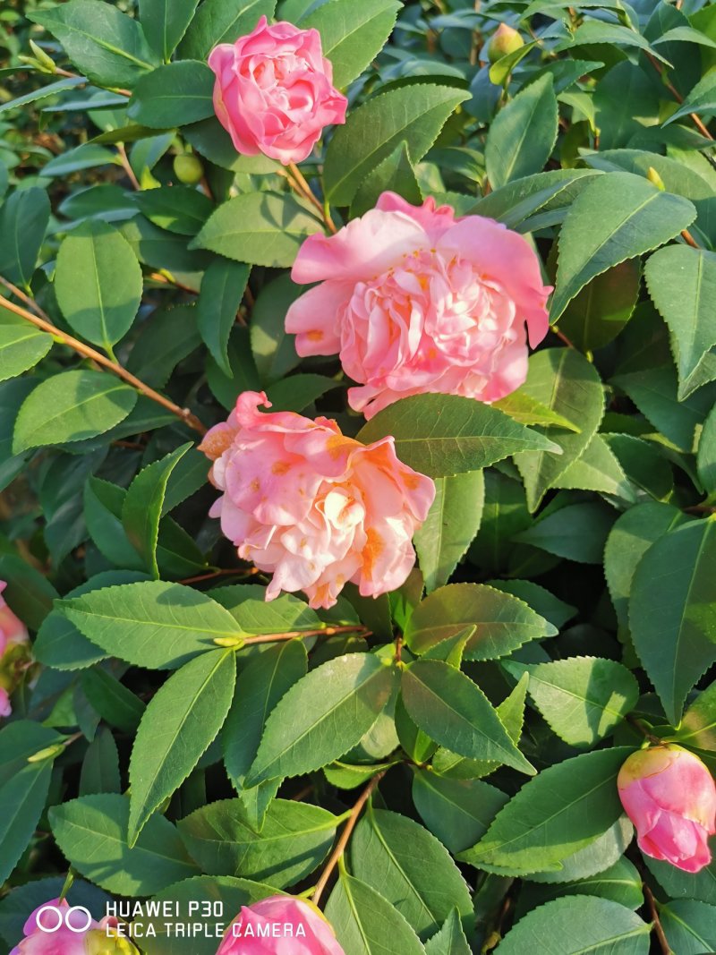 香茶花烈香茶花香妃福建基地直销一手货源视频看货质量保障