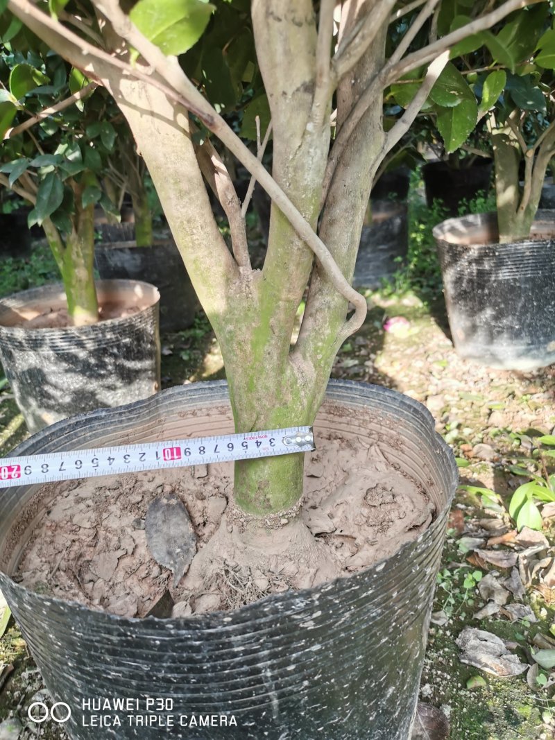 香茶花烈香茶花香妃福建基地直销一手货源视频看货质量保障
