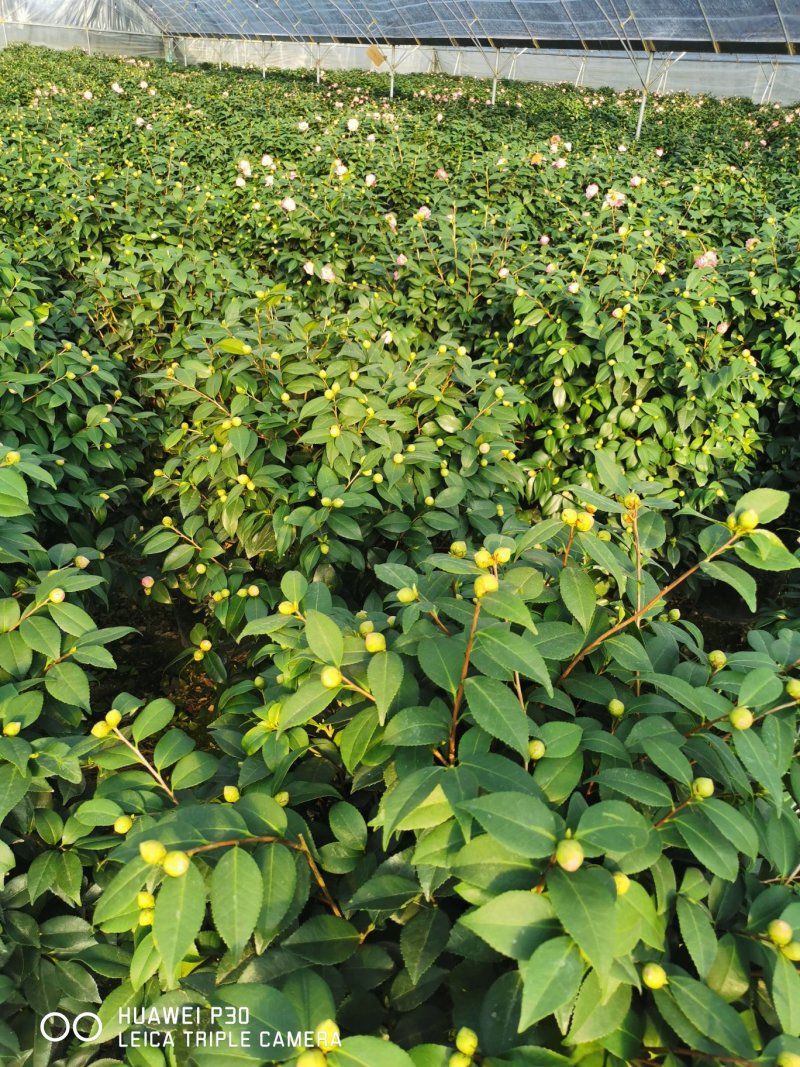 香茶花烈香茶花香妃福建基地直销一手货源视频看货质量保障