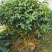 香茶花烈香茶花香妃福建基地直销一手货源视频看货质量保障