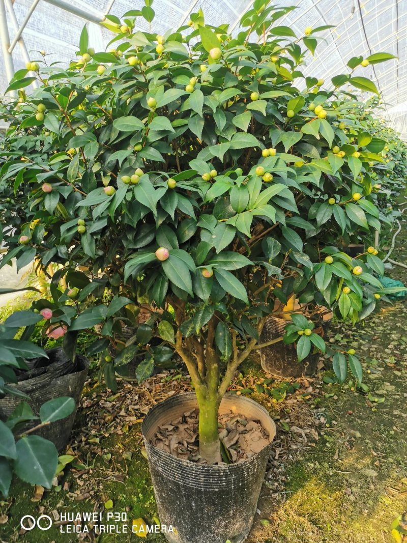 香茶花烈香茶花香妃福建基地直销一手货源视频看货质量保障