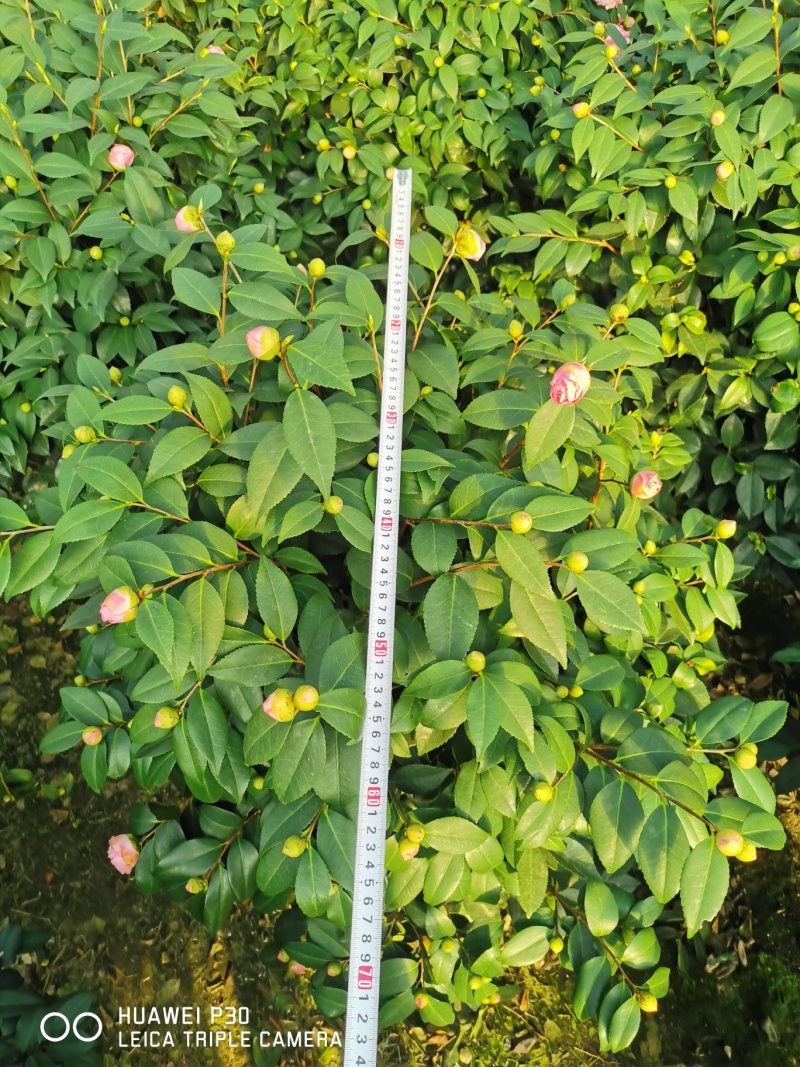 香茶花烈香茶花香妃福建基地直销一手货源视频看货质量保障