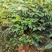 香茶花烈香茶花香妃福建基地直销一手货源视频看货质量保障