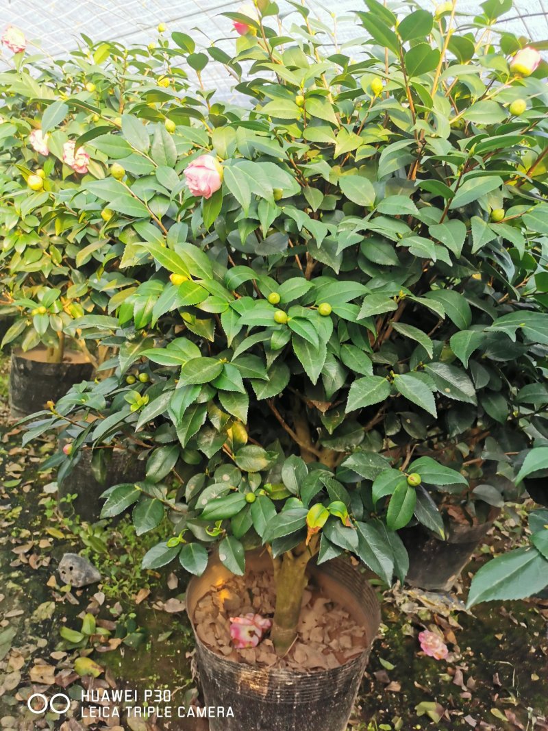 香茶花烈香茶花香妃福建基地直销一手货源视频看货质量保障