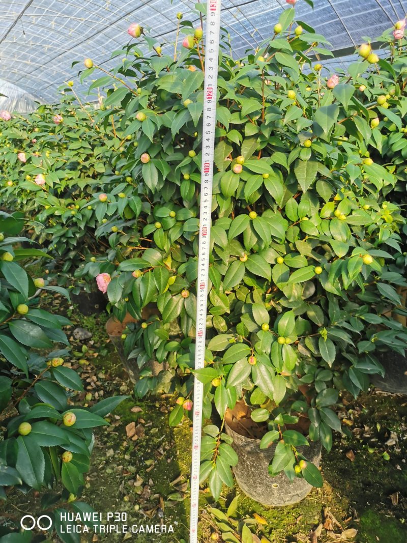 香茶花烈香茶花香妃福建基地直销一手货源视频看货质量保障