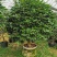 香茶花烈香茶花香妃福建基地直销一手货源视频看货质量保障