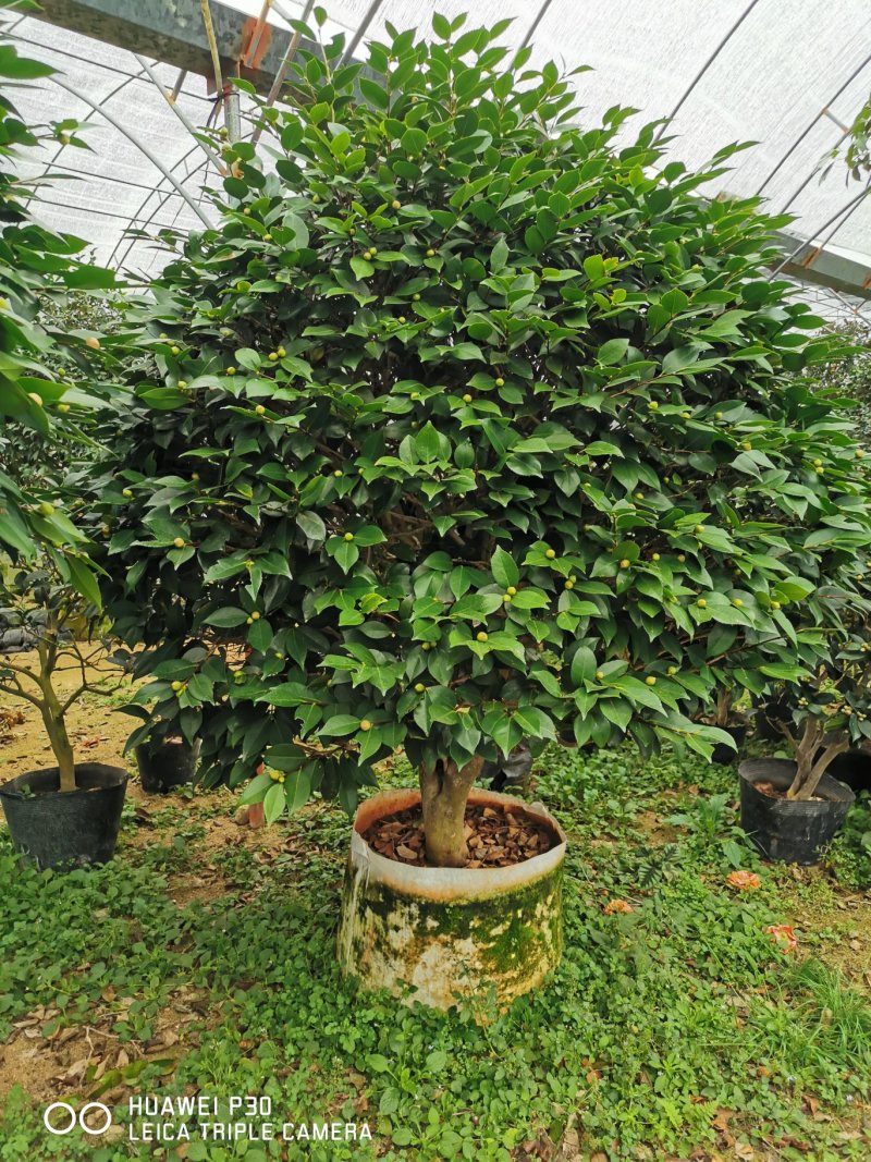 香茶花烈香茶花香妃福建基地直销一手货源视频看货质量保障