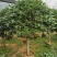 香茶花烈香茶花香妃福建基地直销一手货源视频看货质量保障