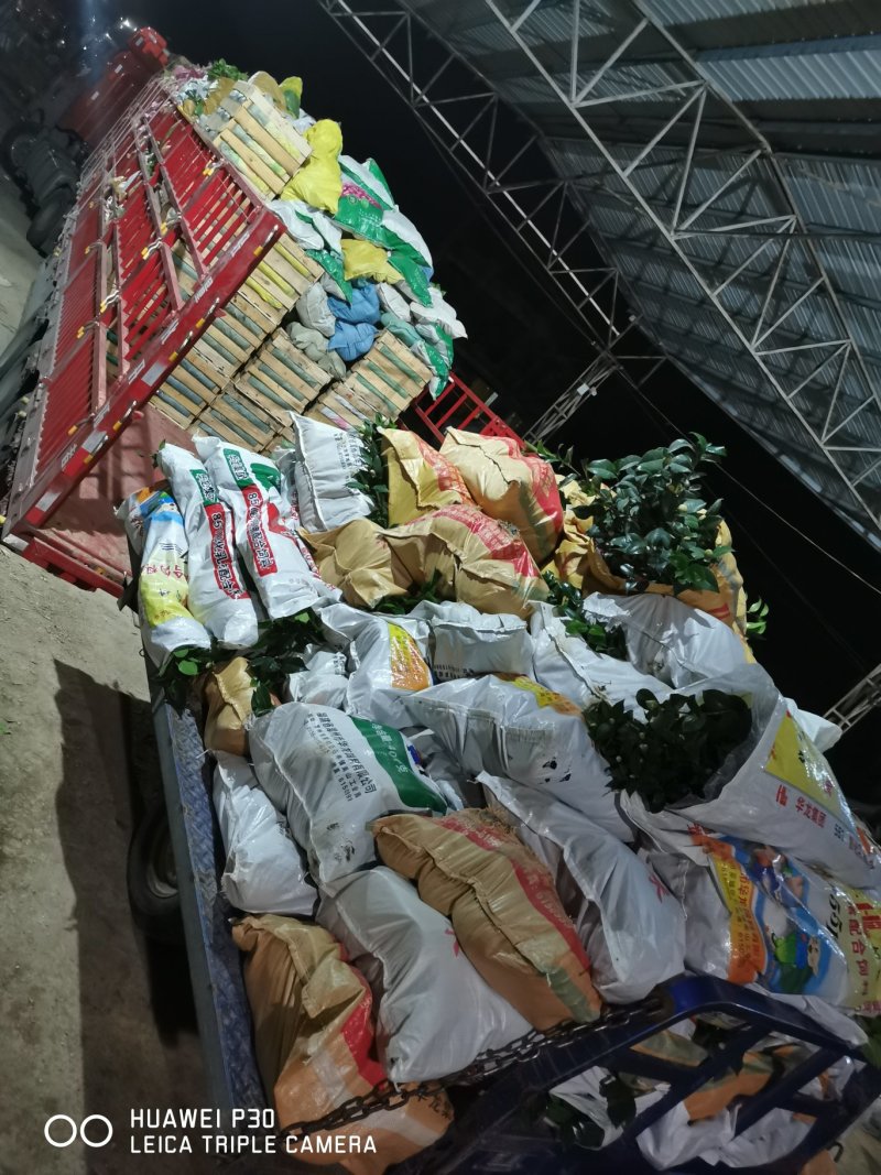 香茶花烈香茶花香妃福建基地直销一手货源视频看货质量保障