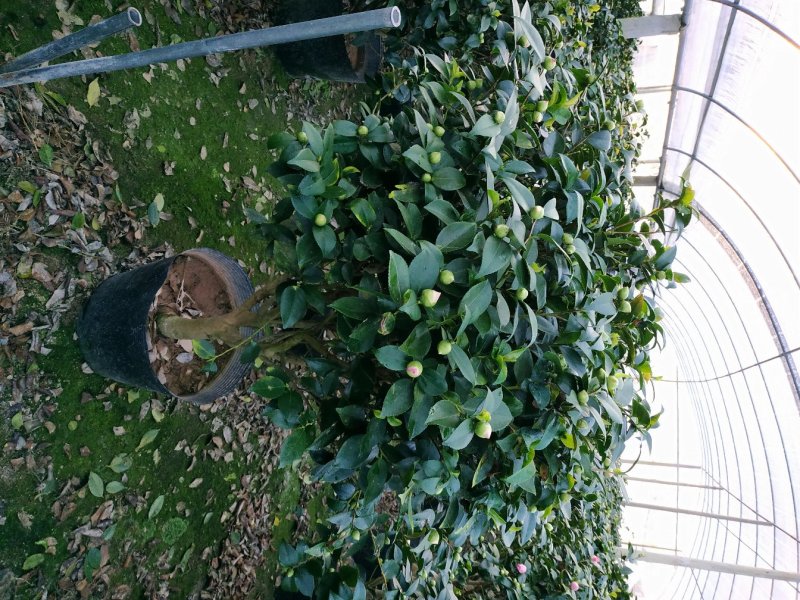 香茶花烈香茶花香妃福建基地直销一手货源视频看货质量保障