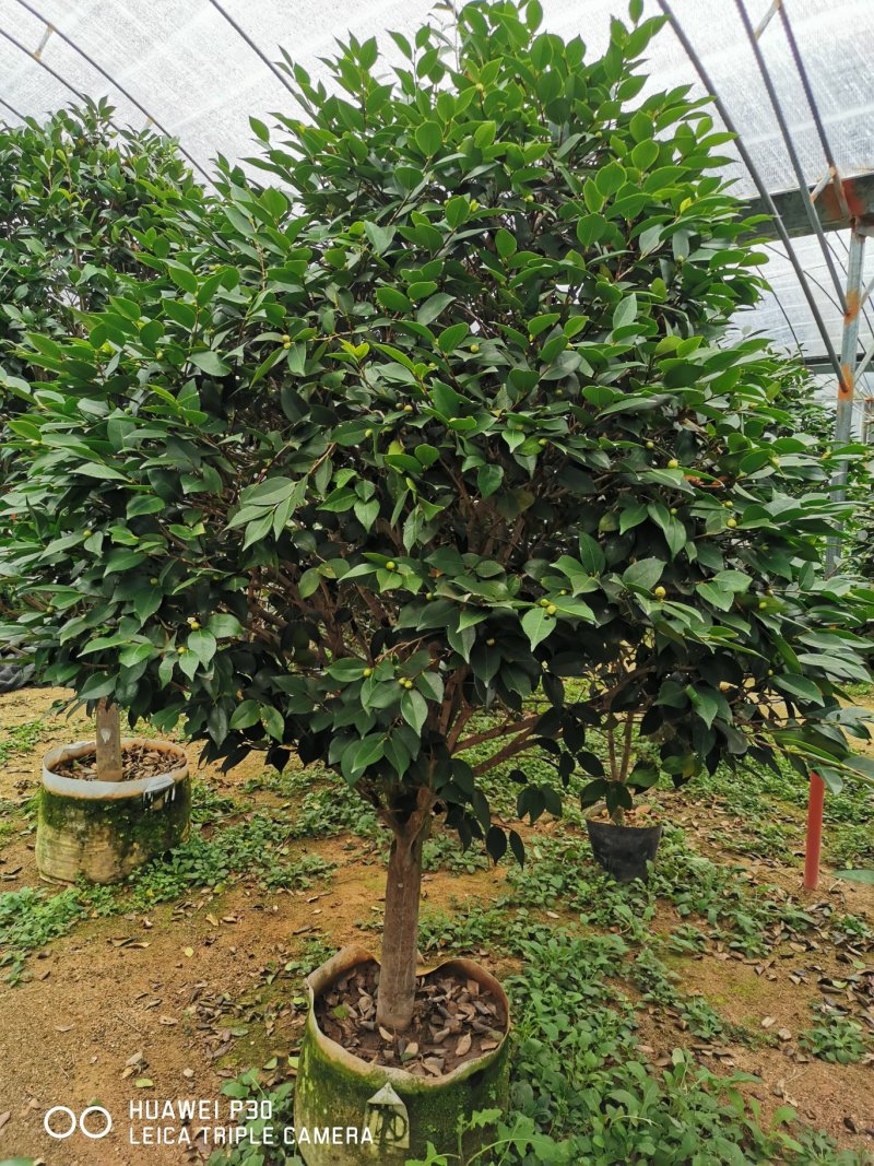 香茶花烈香茶花香妃福建基地直销一手货源视频看货质量保障