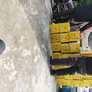 奉节脐橙纽荷尔