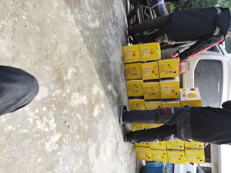 奉节脐橙纽荷尔