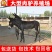 关中驴免费送货，提供技术，急售3000头品种驴