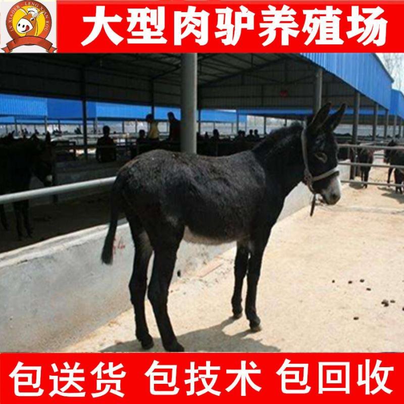 关中驴免费送货，提供技术，急售3000头品种驴