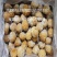 冷冻狮子头肉圆10斤箱/100个左右肉鲜淀粉少口感好