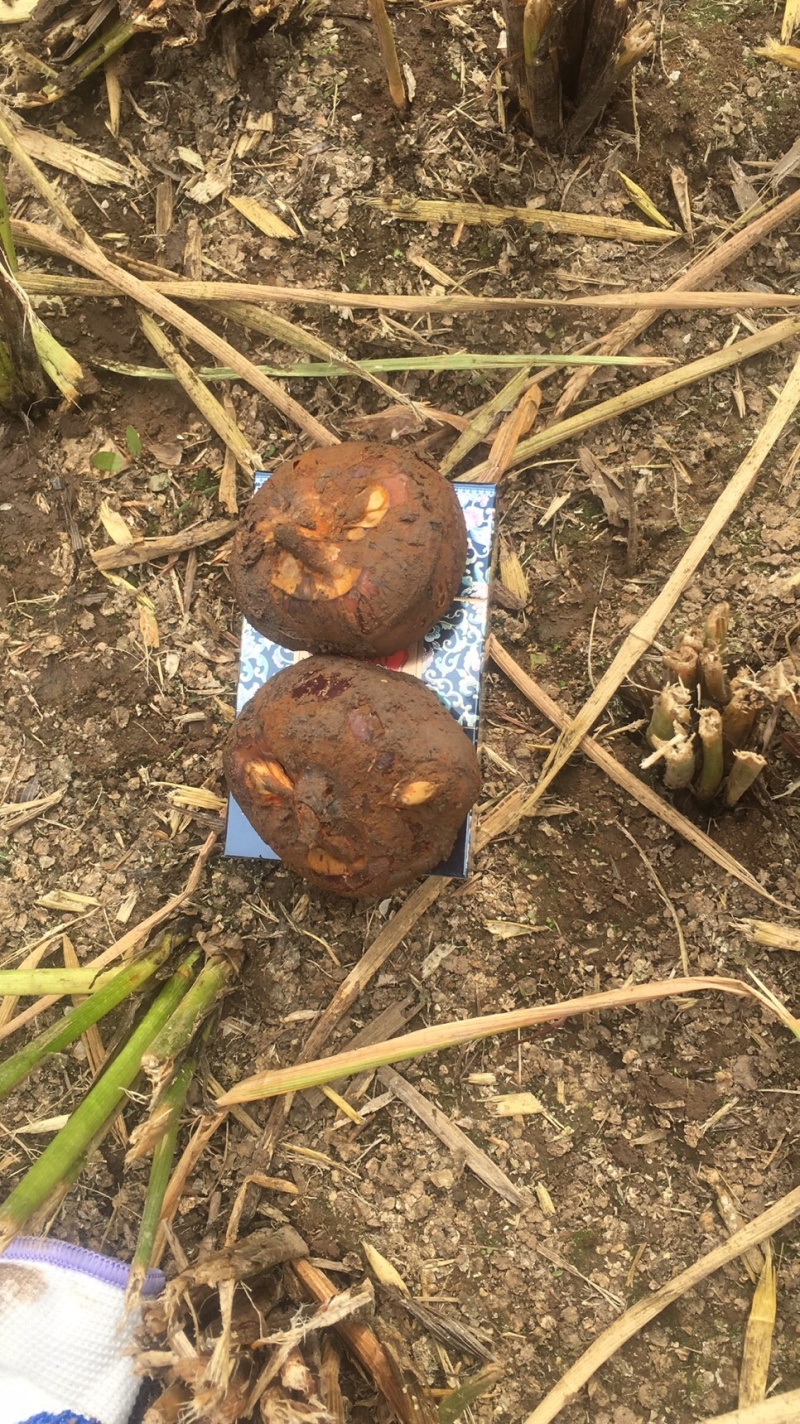 专业做马蹄，供平台，商超，多种装法，满足客户需求！