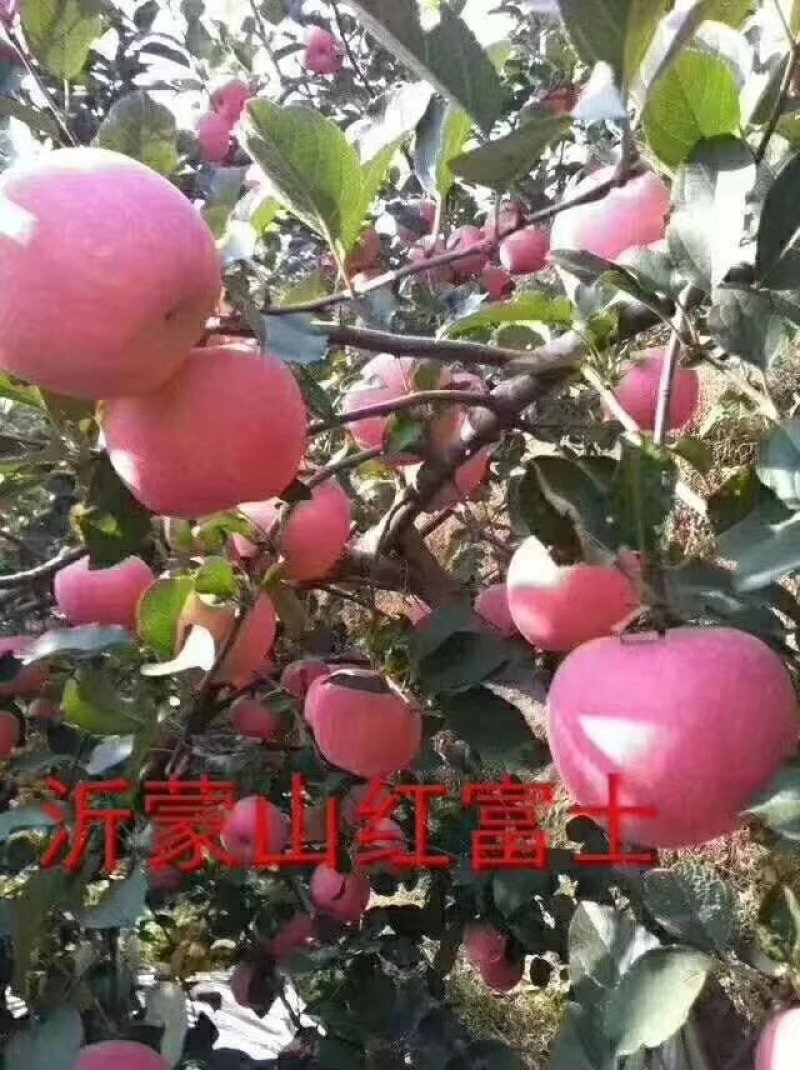 红富士