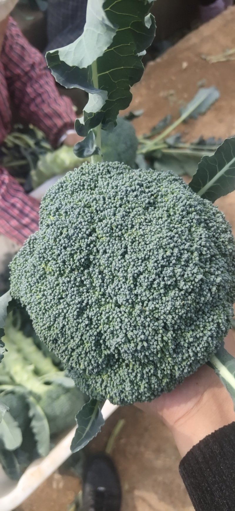 基地大量出售西蓝花