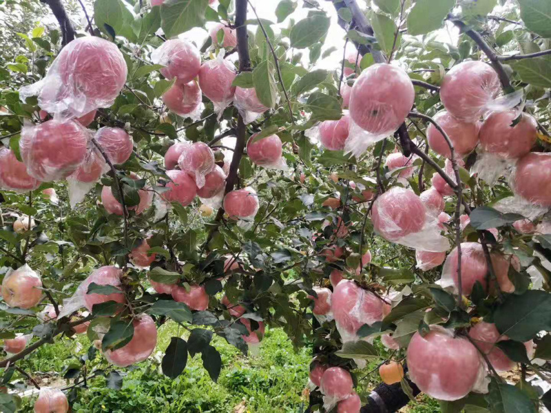 精品山西万荣纸加膜红富士苹果羊奶苹果产地直发香甜脆嫩