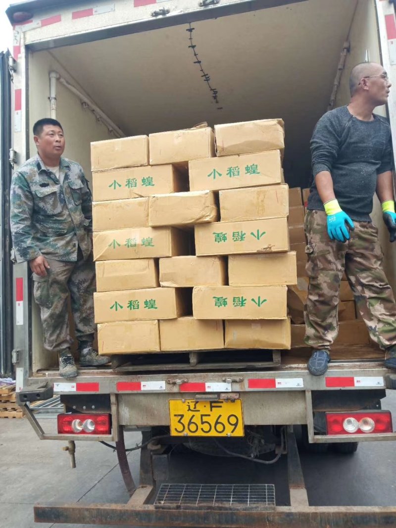稻蝗，蚂蚱，绿蚂蚱，飞蝗，东亚飞蝗，一手货源，长年供应
