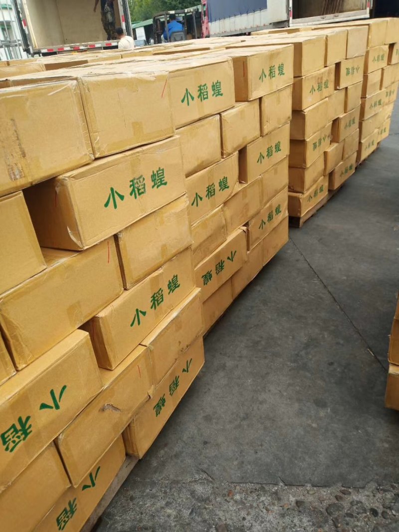 稻蝗，蚂蚱，绿蚂蚱，飞蝗，东亚飞蝗，一手货源，长年供应