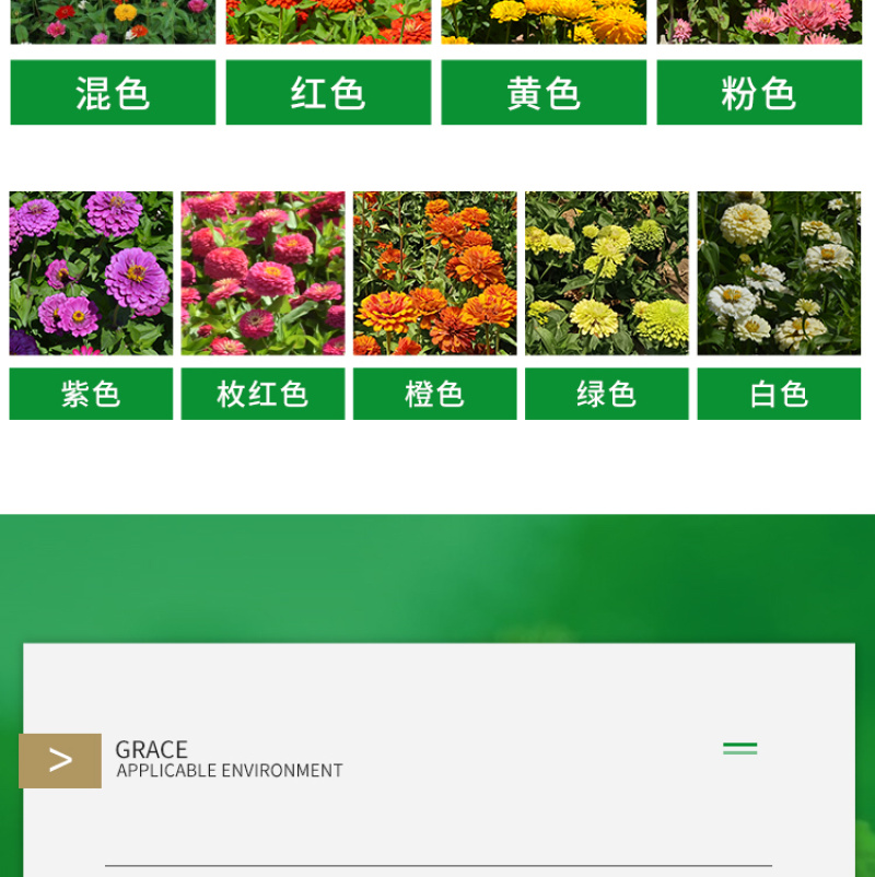 百日草种子花卉种子花期长步步高种子花海花种子