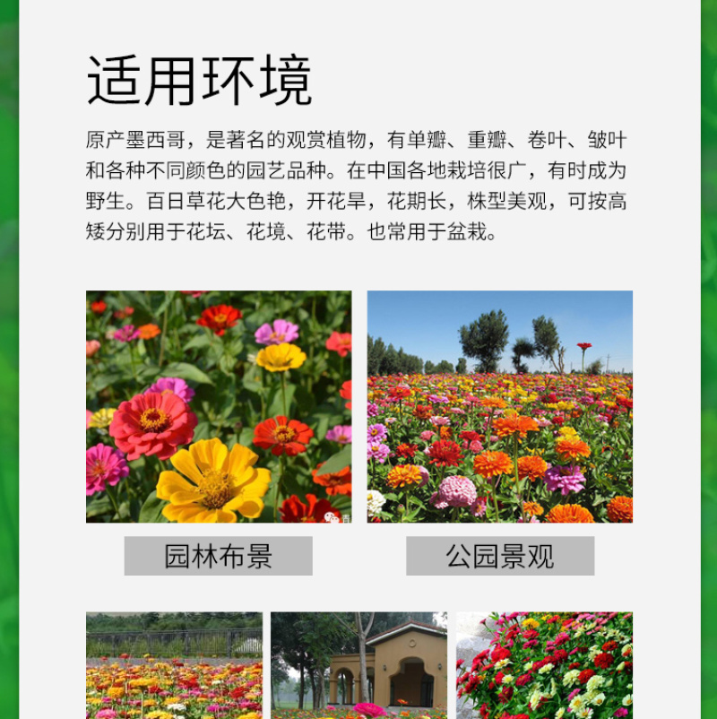 百日草种子花卉种子花期长步步高种子花海花种子