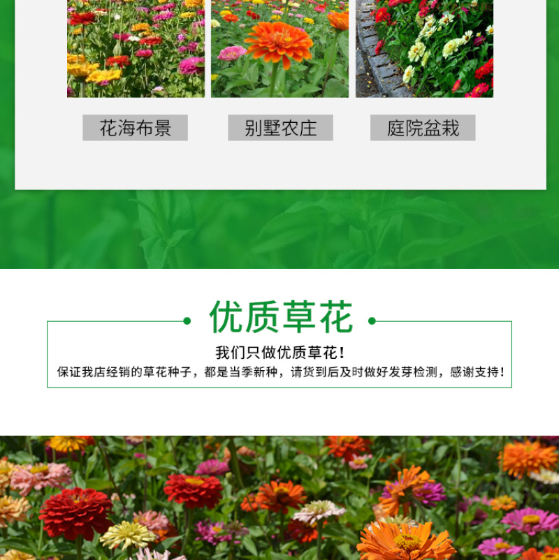 百日草种子花卉种子花期长步步高种子花海花种子