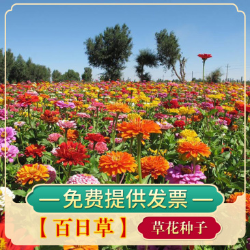 百日草种子花卉种子花期长步步高种子花海花种子