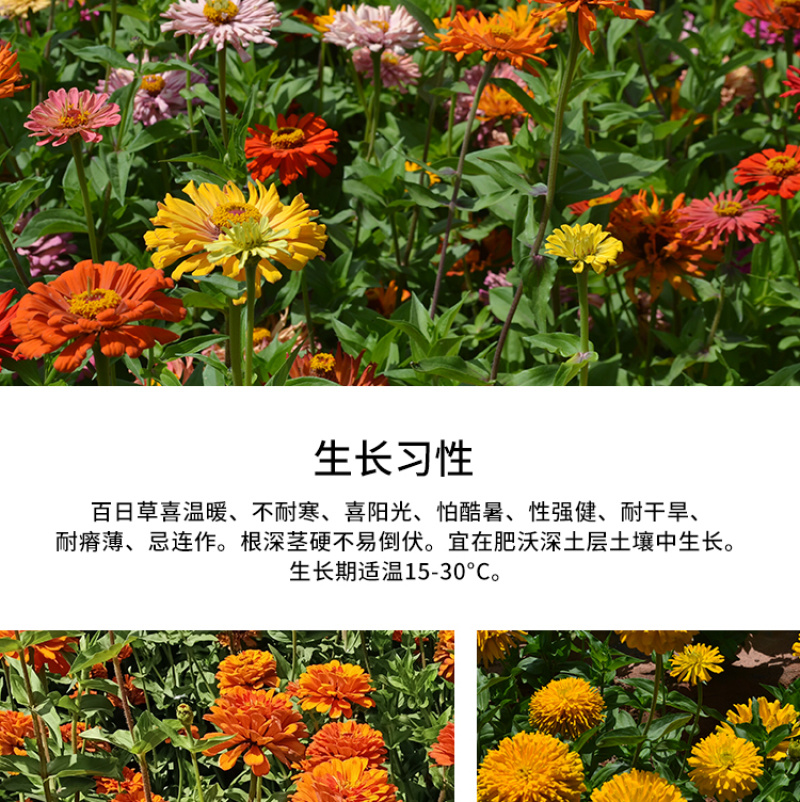 百日草种子花卉种子花期长步步高种子花海花种子