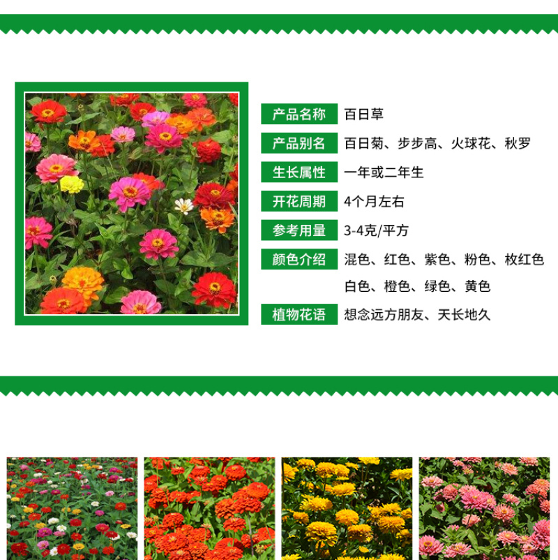 百日草种子花卉种子花期长步步高种子花海花种子