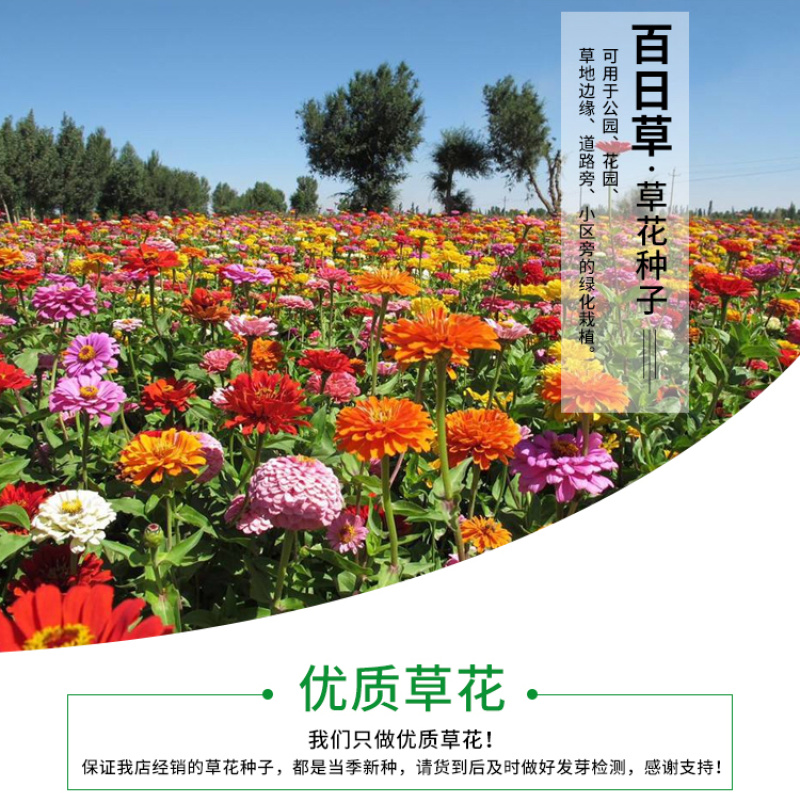 百日草种子花卉种子花期长步步高种子花海花种子