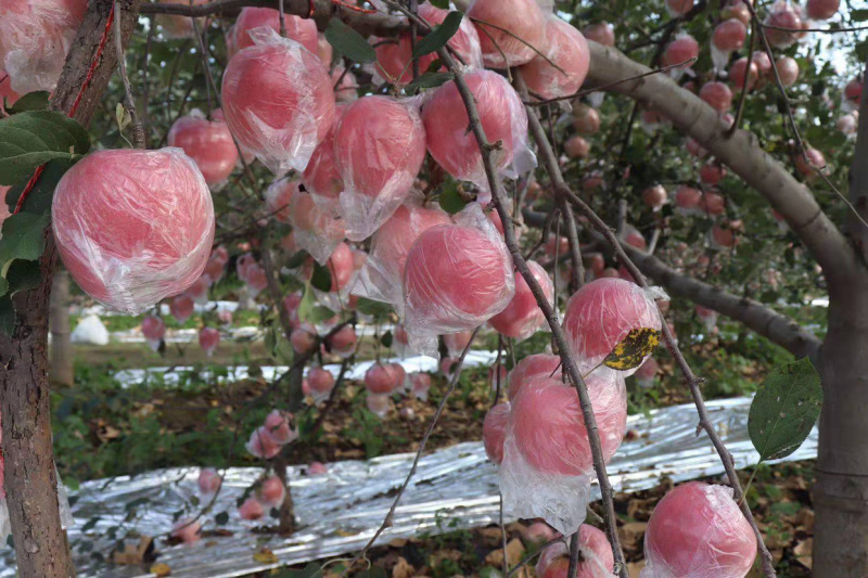 【春节特惠】山西精品纸加膜红富士优质脆甜皮薄肉厚【包邮】