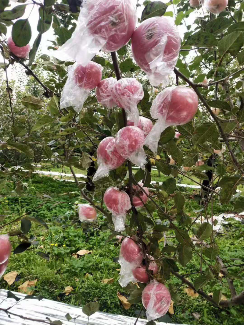 【春节特惠】山西精品纸加膜红富士优质脆甜皮薄肉厚【包邮】