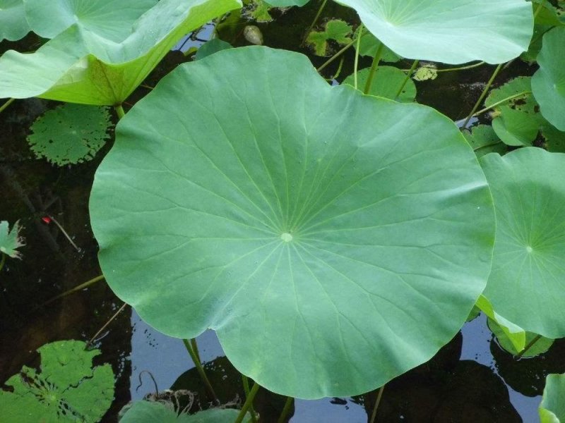 荷叶，常年批发供应各种规格湖北无硫荷叶丝