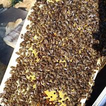 质量保证，中蜂蜂种出售，蜂好蜜足安排物流车，量大可送货～