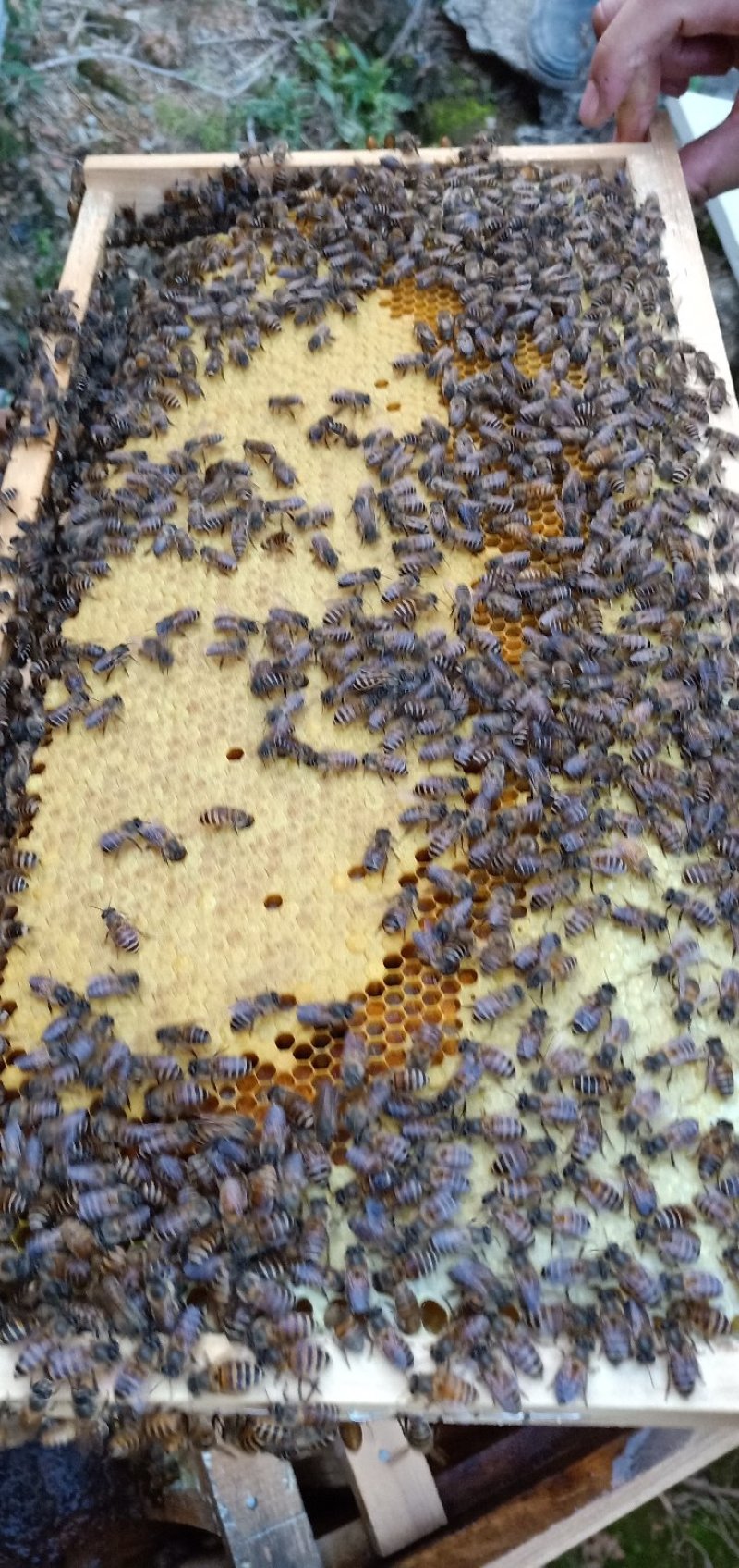 质量保证，中蜂蜂种出售，蜂好蜜足安排物流车，量大可送货～